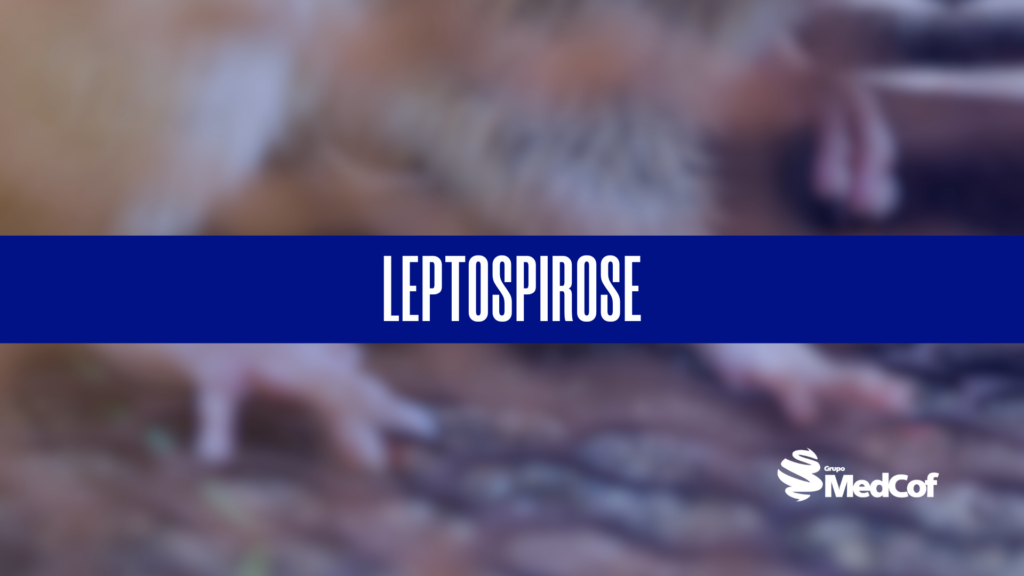 Doença febril, leptospirose sintomas, sintomas da leptospirose, leptospirose sintomas, sintomas de leptospirose, o que é leptospirose, leptospirose tratamento